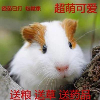 荷兰猪宠物豚鼠活物荷兰猪荷兰兔荷兰鼠活体宠物迷你彩豚自家繁殖