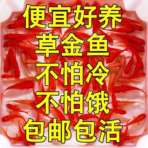招财草金鱼便宜耐寒不怕