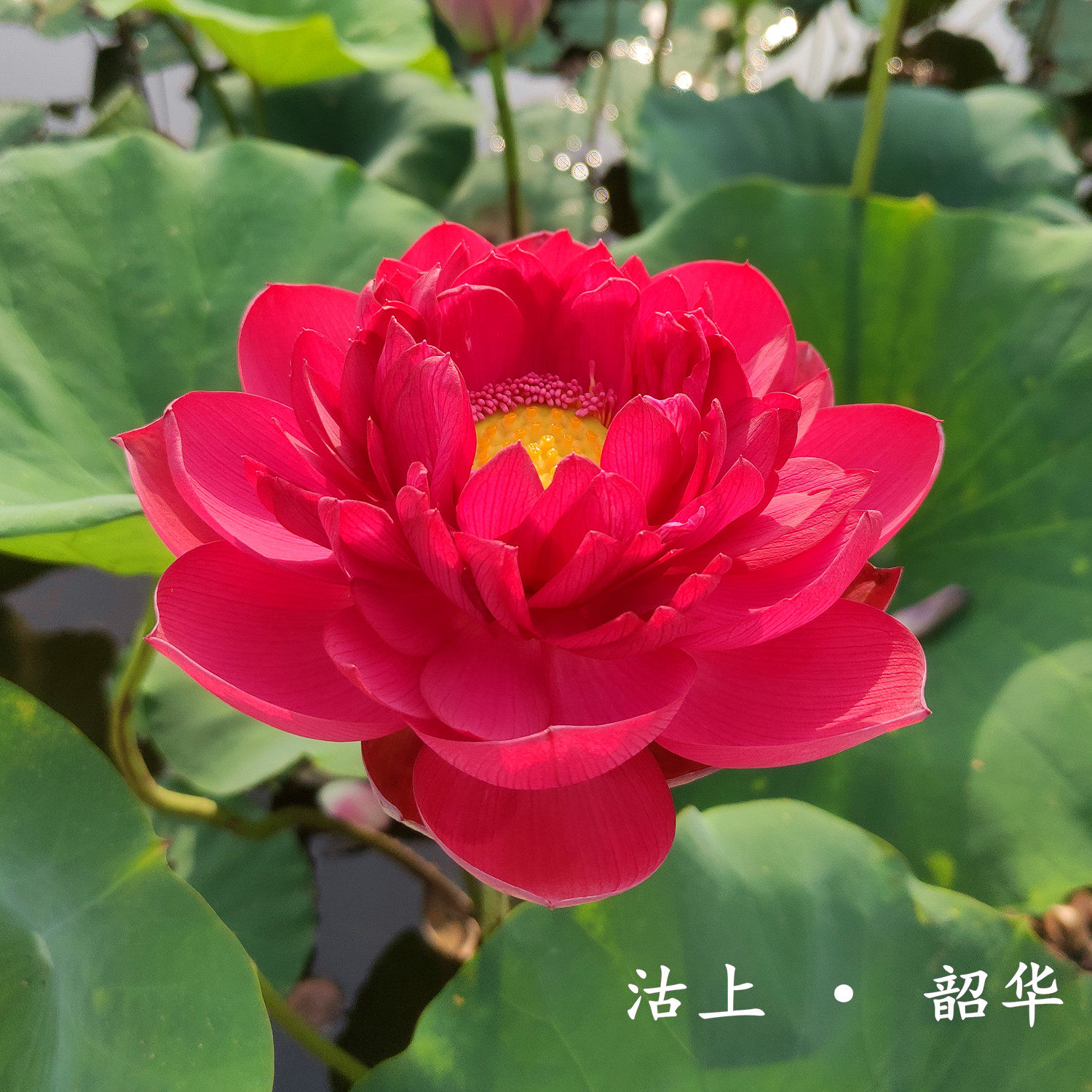 沽上 · 韶华种藕中小型红蕊红色盆栽荷花阳台水生花卉明月荷苑新