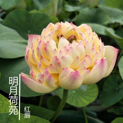 【红唇】种藕中型盆栽荷花阳台水生花卉碗莲多年生观花植明月荷苑