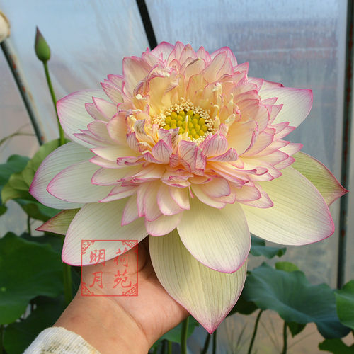 【新云锦】种藕明月荷苑中大型荷花正品盆栽水生花卉水景绿化