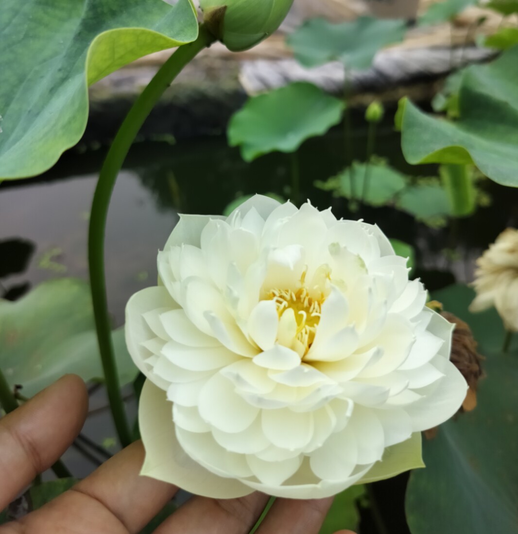 【纤凝】种藕小微型碗莲盆栽荷花阳台观花植物水生花卉迷你观花