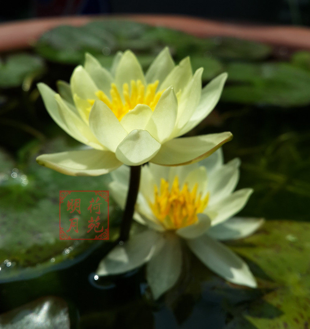 海尔芙拉迷你睡莲花种茎微型睡莲根块袖珍小型水生植物花卉带花苞