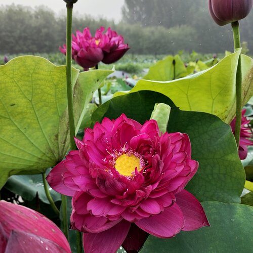 【独山紫玉】中大型紫红色富贵种藕盆栽池栽荷花水生花卉3-5月