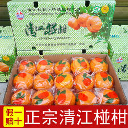 长阳清江椪柑岩松坪桔子蜜桔芦柑橘子新鲜当季碰柑水果特级宜昌