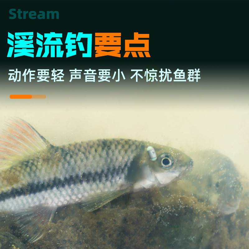 威拓森溪流钓线组小白条石斑鱼鳑鲏马口小鱼三粒漂小物七星漂钓组