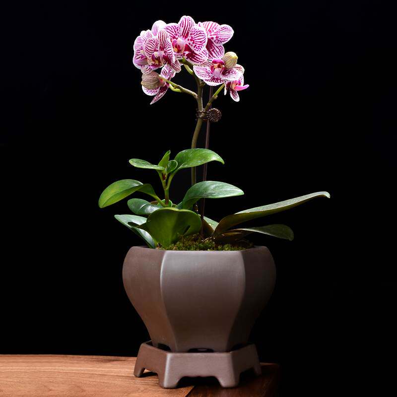 紫砂花盆高款方形兰花专用吊兰蝴蝶兰绿植盆景盆带托盘悬崖老桩盆