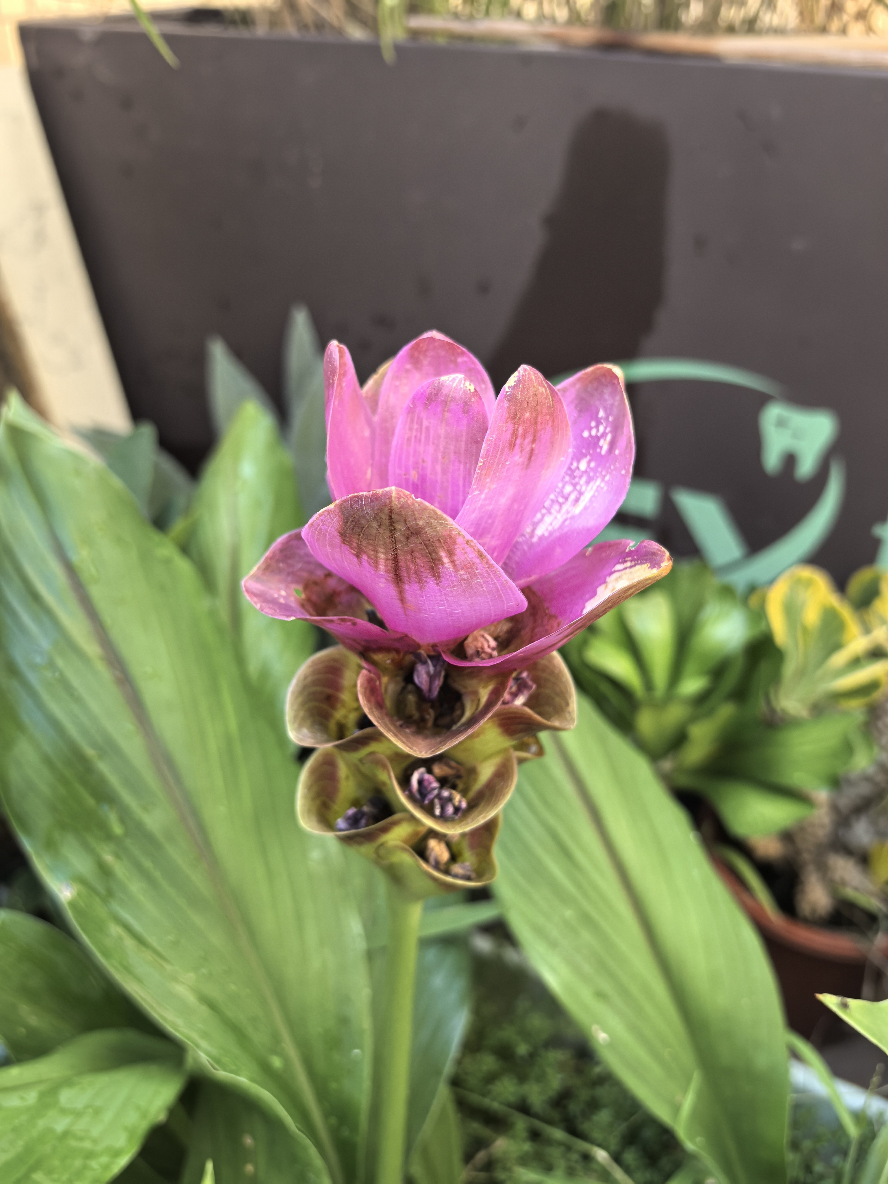 姜荷花盆栽室内外客厅四季开花植物多年生好养活耐寒耐热绿植花卉