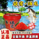 狼窝酒米1500克秘制钓鱼底窝料复合花香传统野钓鲫鱼通用鱼饵窝料