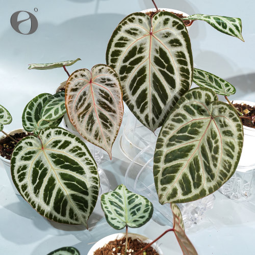 活性植物/ 新品 玫瑰酥花烛 火烈鸟杂粉色面纱 天南星科植物
