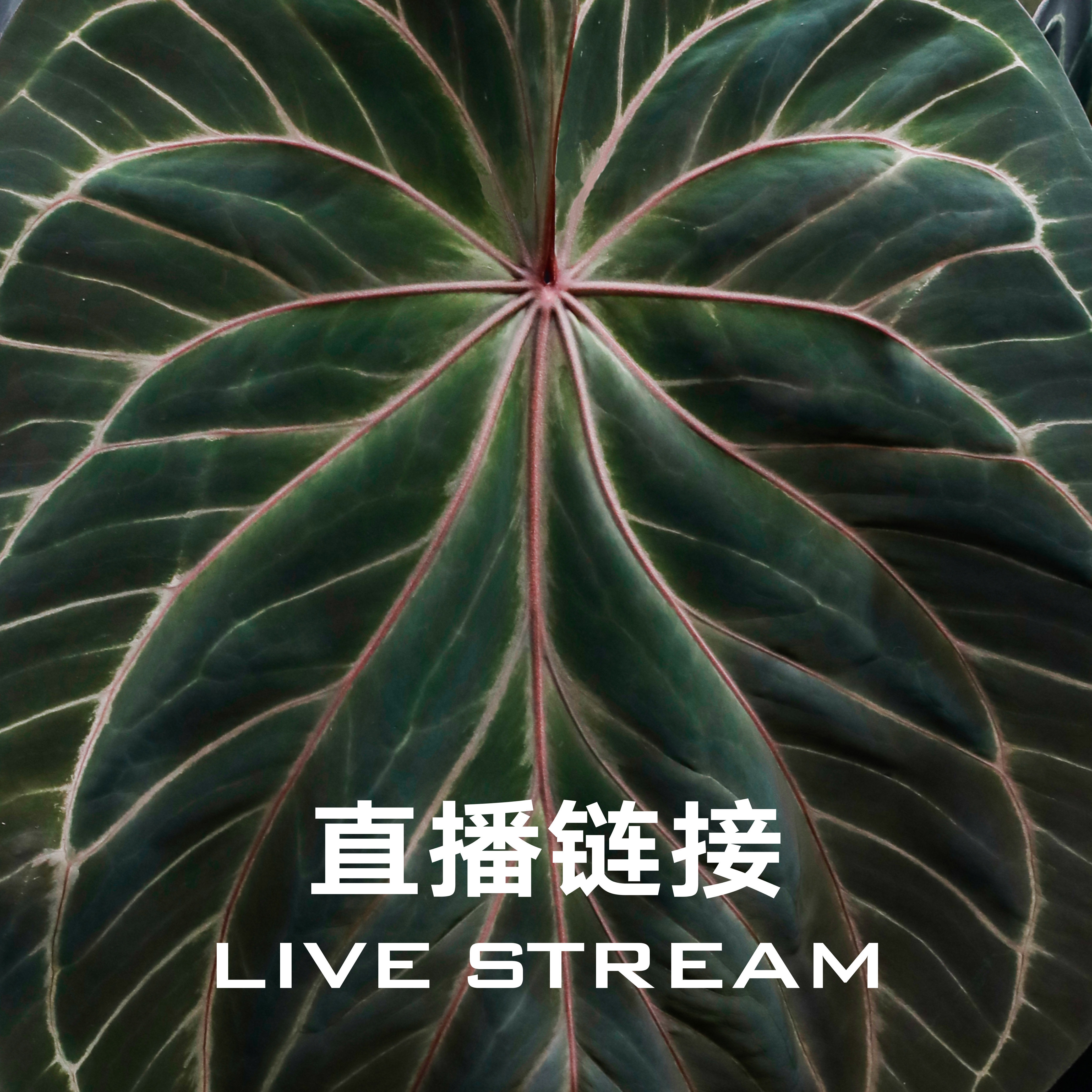 【明盒链接】10.18直播 388明盒1-20天南星科室内观叶植物花烛