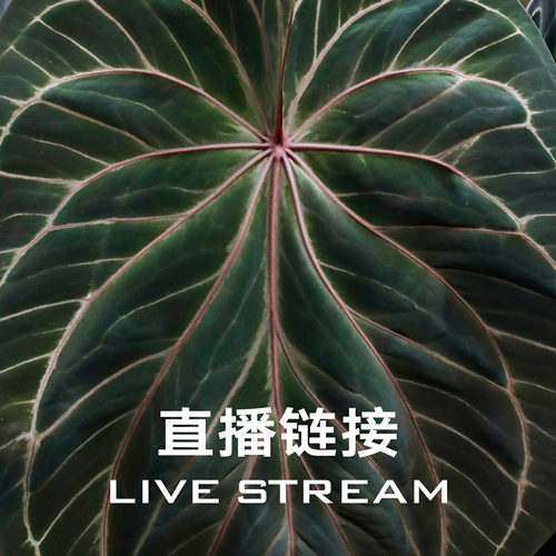 【明盒链接】9.27直播 388明盒76-100 天南星科室内观叶植物