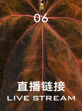 【直播链接6】5.2 388明盒126-150 室内观叶盆栽绿植