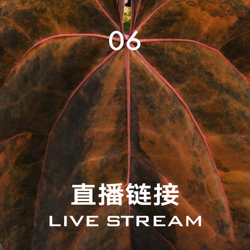 【直播链接6】3.8直播 明盒126-150 天南星科室内观叶盆栽绿植