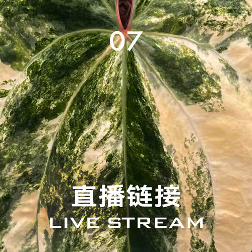 【直播链接7】3.8直播 明盒151-175 天南星科室内观叶盆栽绿植
