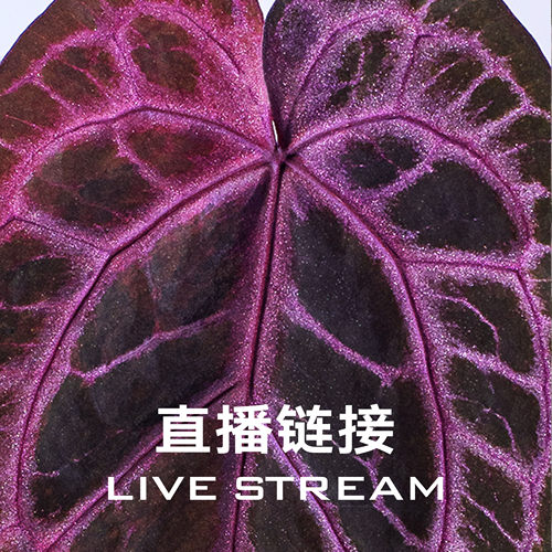 【物拍链接】9.5直播 灰魔法花烛 天南星科室内观叶植物