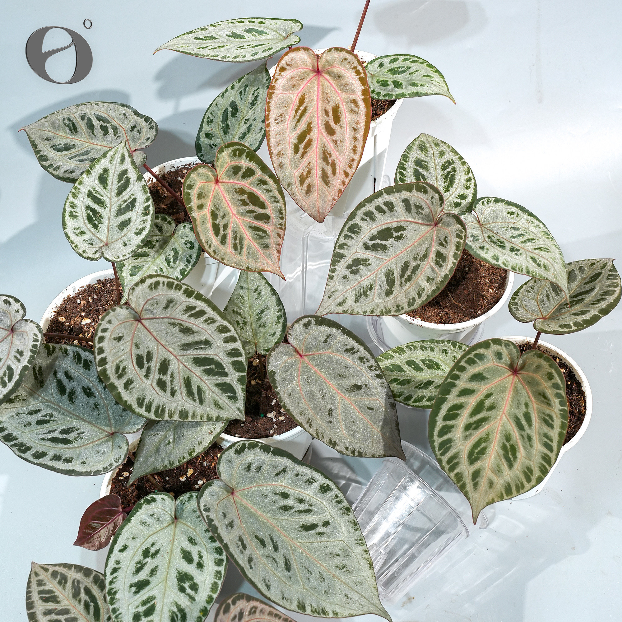 活性植物/火烈鸟花烛3.0 天南星科热植观叶植物盆栽绿植图片