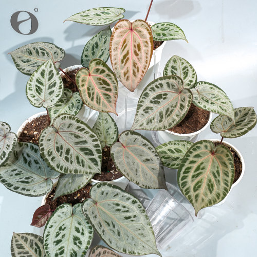 活性植物/火烈鸟花烛3.0 天南星科热植观叶植物盆栽绿植