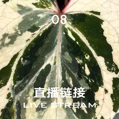 【直播链接8】3.8直播 明盒176-200 天南星科室内观叶盆栽绿植
