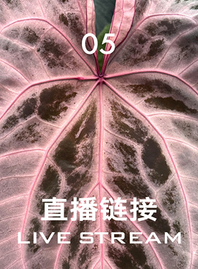 【直播链接5】4.4直播 明盒81-100 天南星科室内观叶盆栽绿植