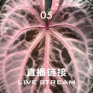 4.2福利组合11 天南星科室内观叶盆栽绿植 直播链接5