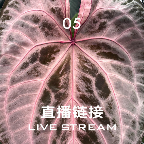 【直播链接5】4.2福利组合11-20 天南星科室内观叶盆栽绿植