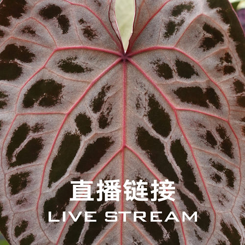 【物拍链接】 9.4直播 绯红礼裙花烛 天南星科室内观叶植物