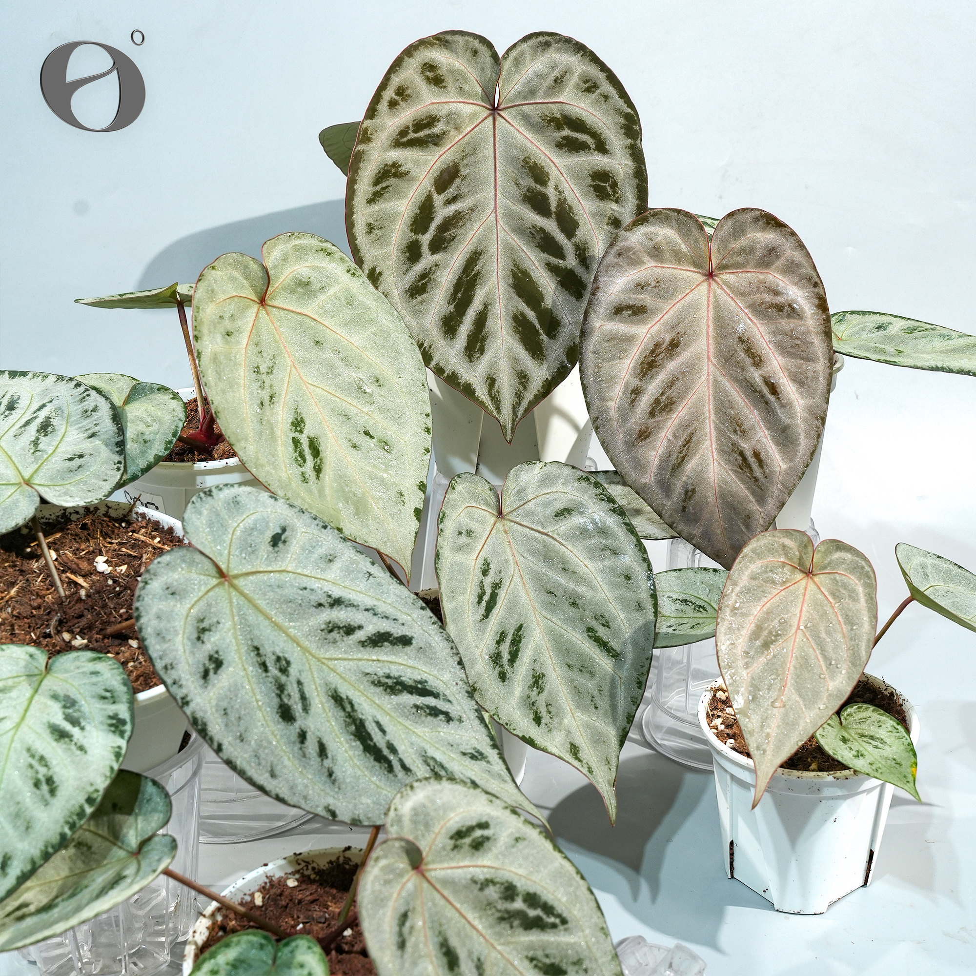 活性植物/面纱舞裙花烛 粉色面纱杂银色衬裙 天南星科绿植盆栽图片