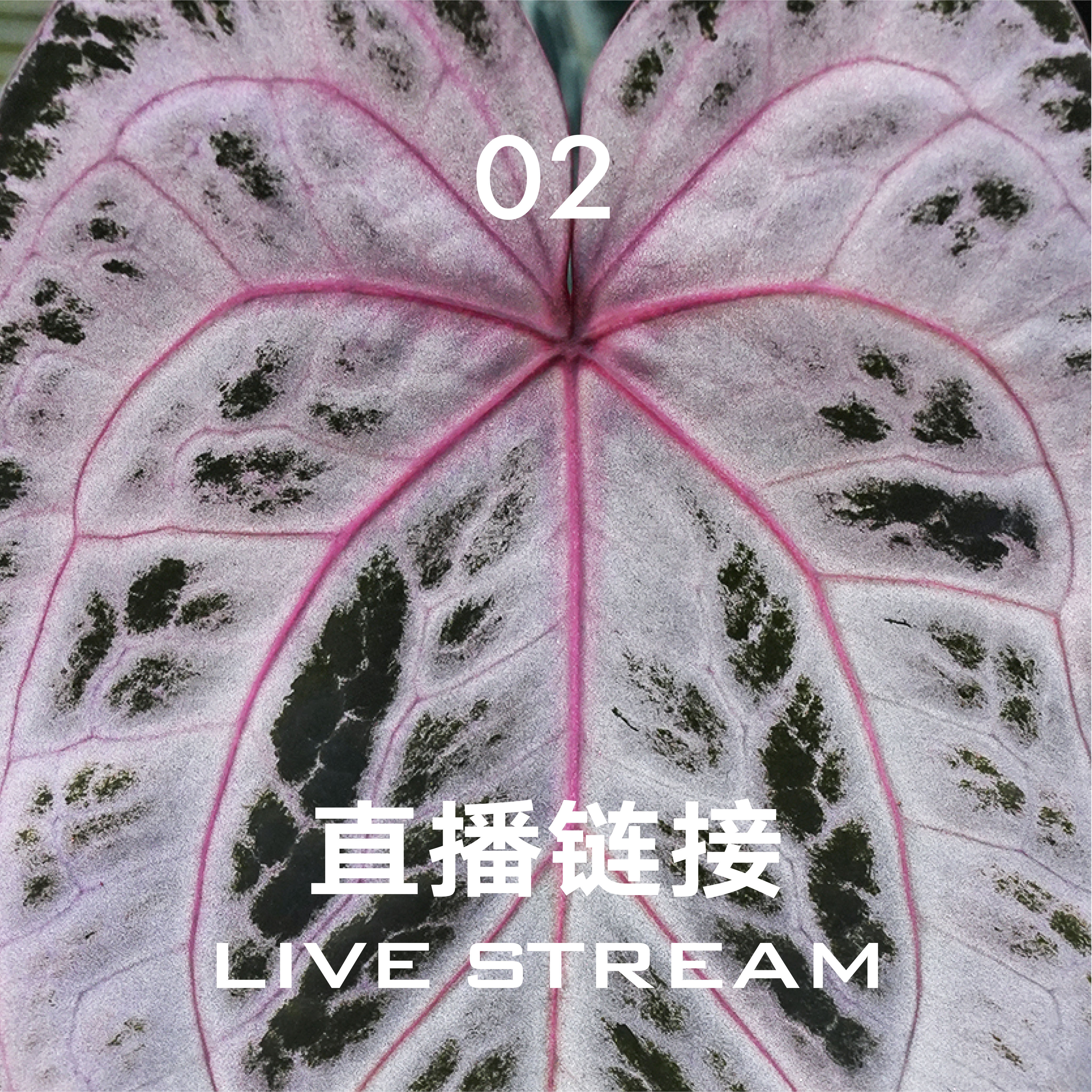 【直播链接2】6.5 388明盒26-50 天南星科室内观叶盆栽绿植