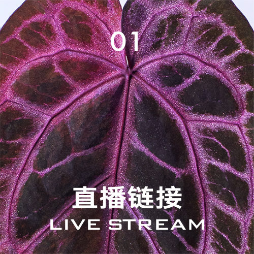 【直播链接1】4.2福利组合1-10 天南星科室内观叶盆栽绿植