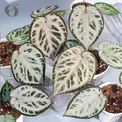 活性植物/ 新品 釉花烛 红伊芙杂粉色面纱 室内绿植观叶植物