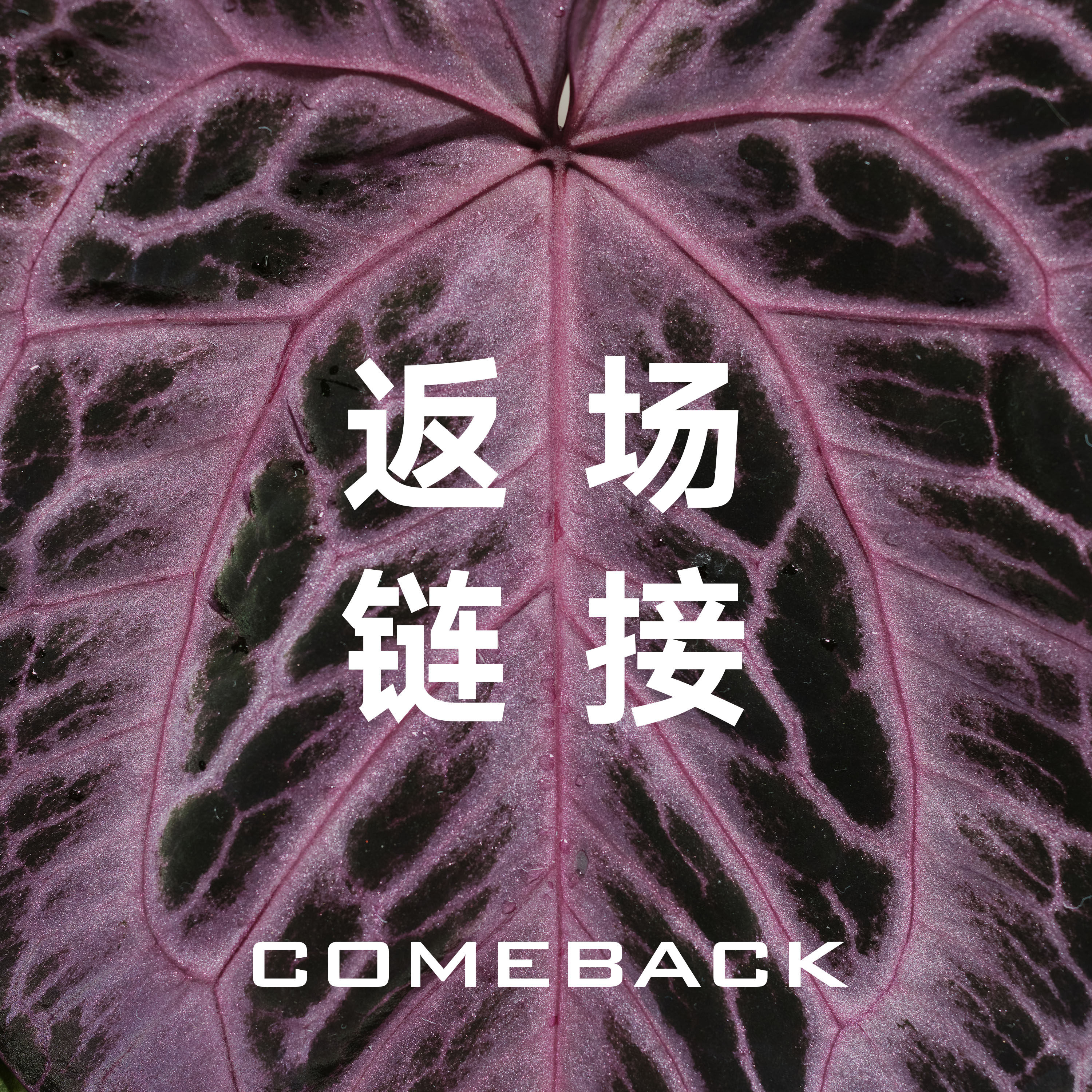 活性植物/ 小克莱恩的返场链接 物拍+组盒 天南星科室内热植花烛