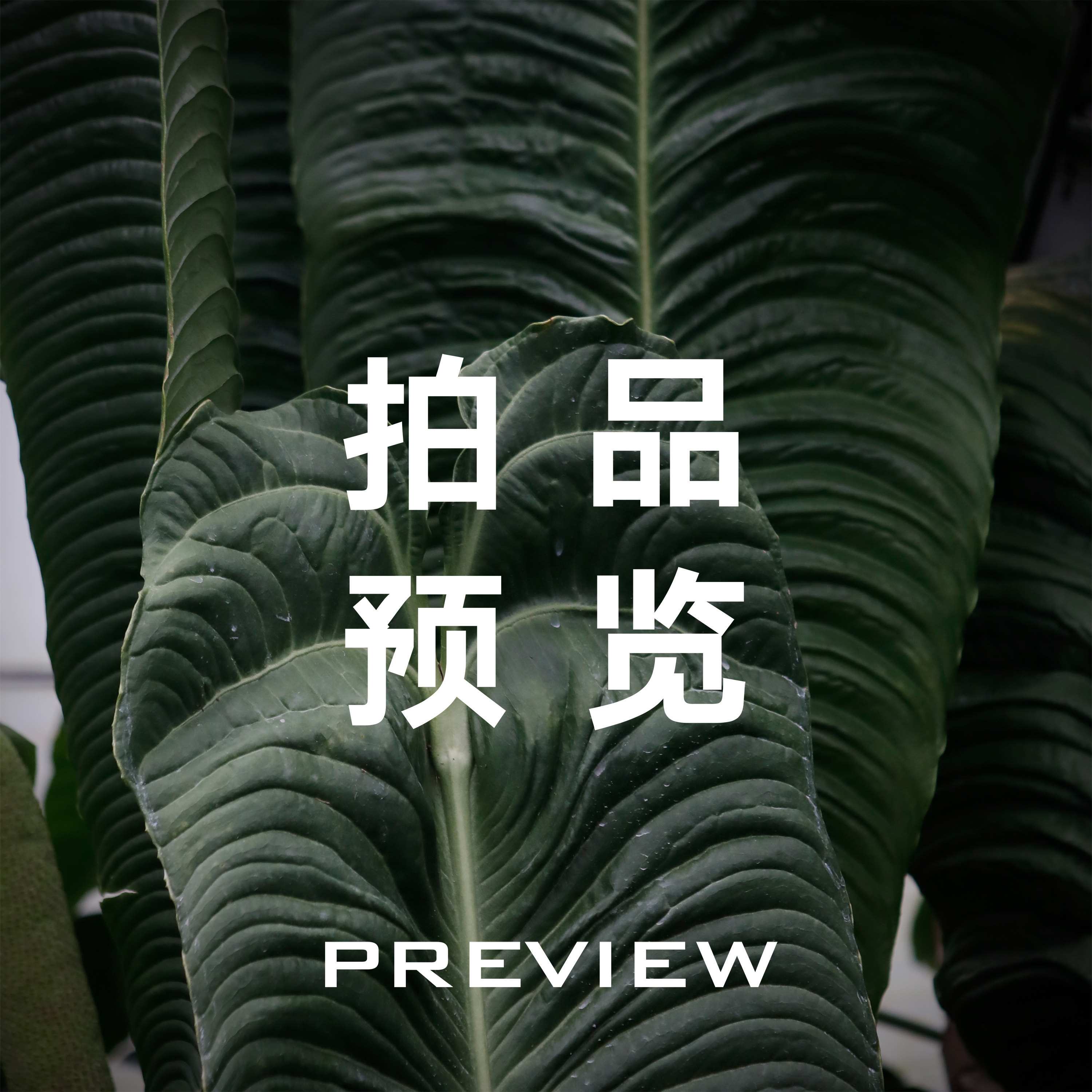 【直播菜单顺序表】【拍卖清单】天南星科室内观叶花烛
