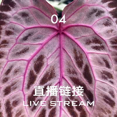 【直播链接4】3.20直播 388明盒76-100 天南星科室内观叶盆栽绿植