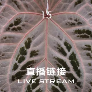 【直播链接15】7.18直播  银色梦境花烛  天南星科室内观叶植物