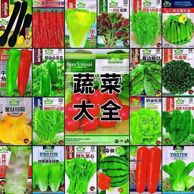 蔬菜种子四季播种盆栽阳台庭院香菜小白菜生菜鸡毛菜香葱籽孑大全