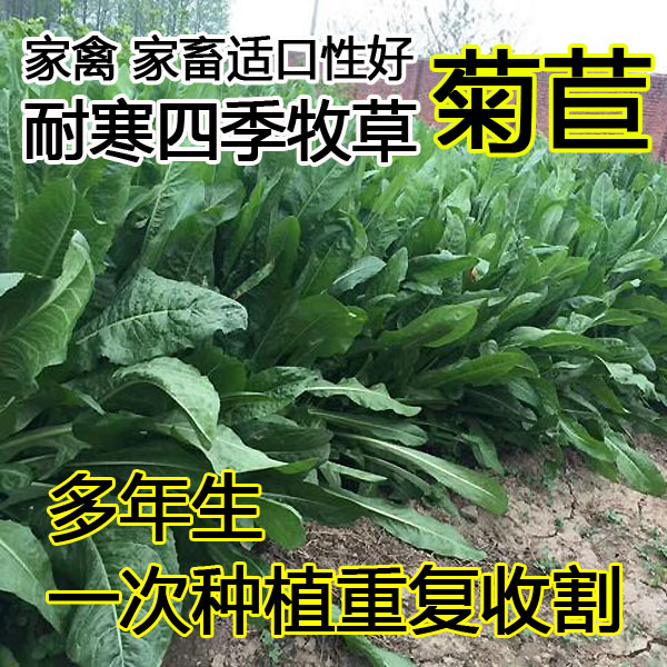高产四季耐寒菊苣种籽禽牧草种子猪羊牛兔鸡鸭吃多年生南北方草籽