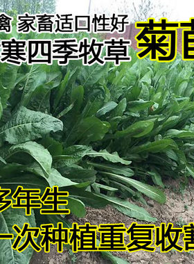 高产四季菊苣种籽牧草草种子草籽