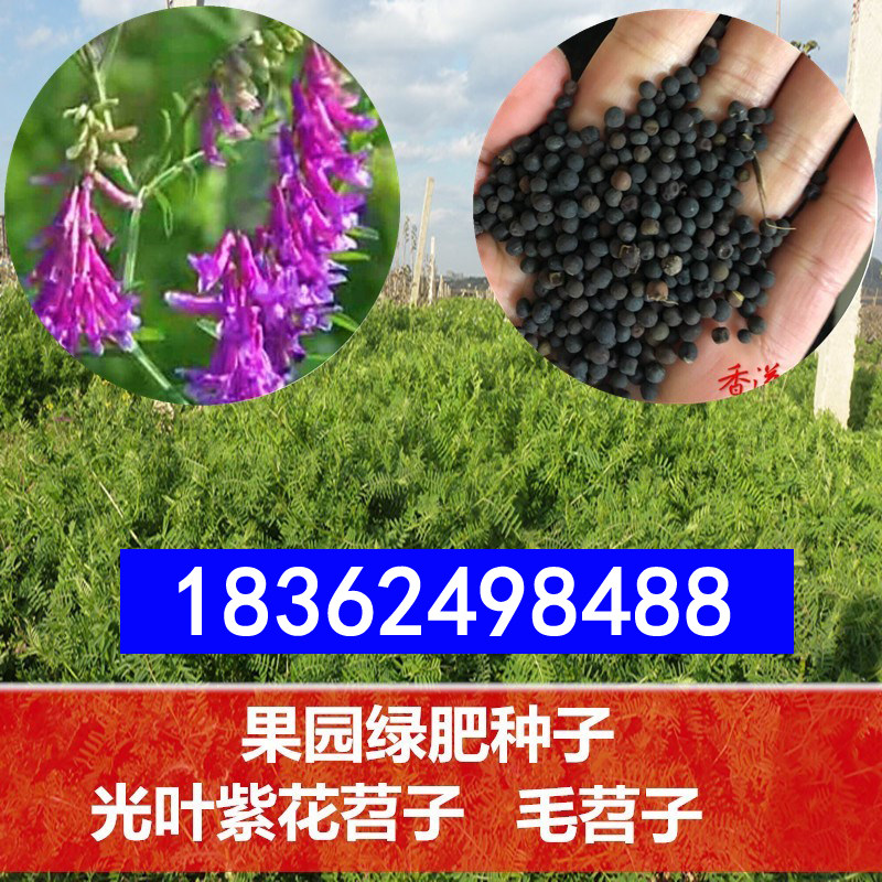 果园绿肥种子光叶紫花苕子长柔毛家庭园艺种子