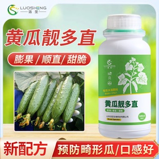 洛圣黄瓜靓多直黄瓜多花多果拉直拉长黄瓜增粗顶花嫩绿顺直叶面肥