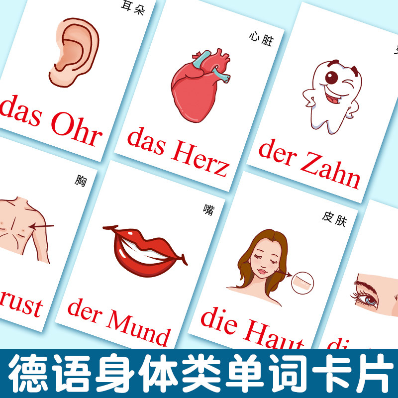 德语身体类早教单词卡片图片