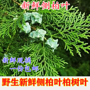 新鲜侧柏叶野生现摘正宗扁柏叶中药材侧柏叶养发熏腊肉DIY圣诞树