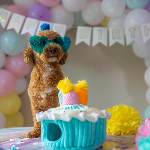 代购一个月Outward Hound 狗狗生日蛋糕藏食发声毛绒宠物丰容玩具