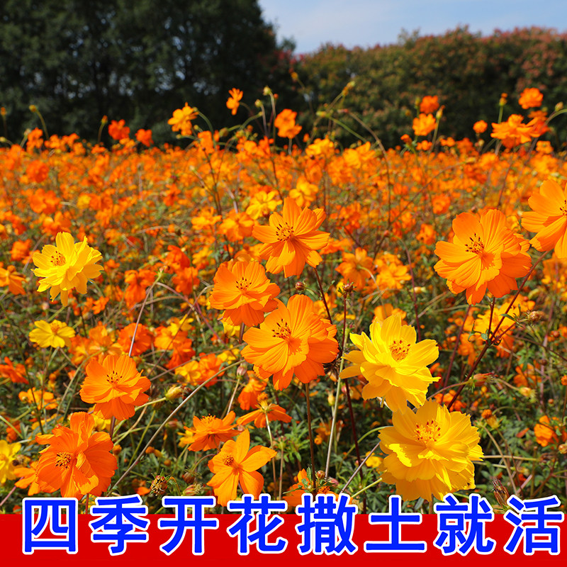 硫华菊花籽四季播种开花庭院花卉植物黄秋英花盆栽黄波斯菊花种子