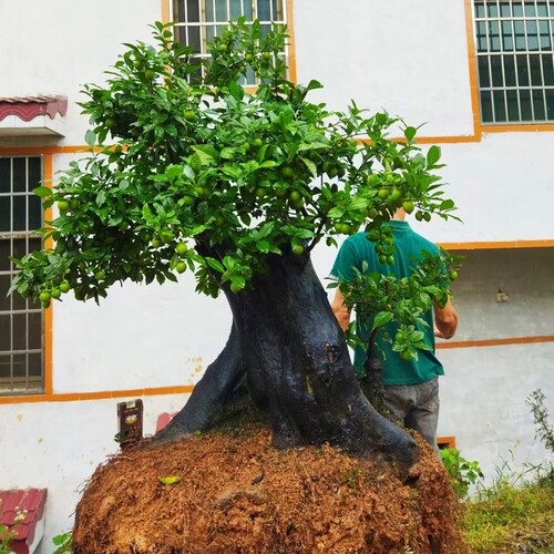 金弹子盆景挂果母弹大型年功金弹子庭院树景观树（标价为定金）