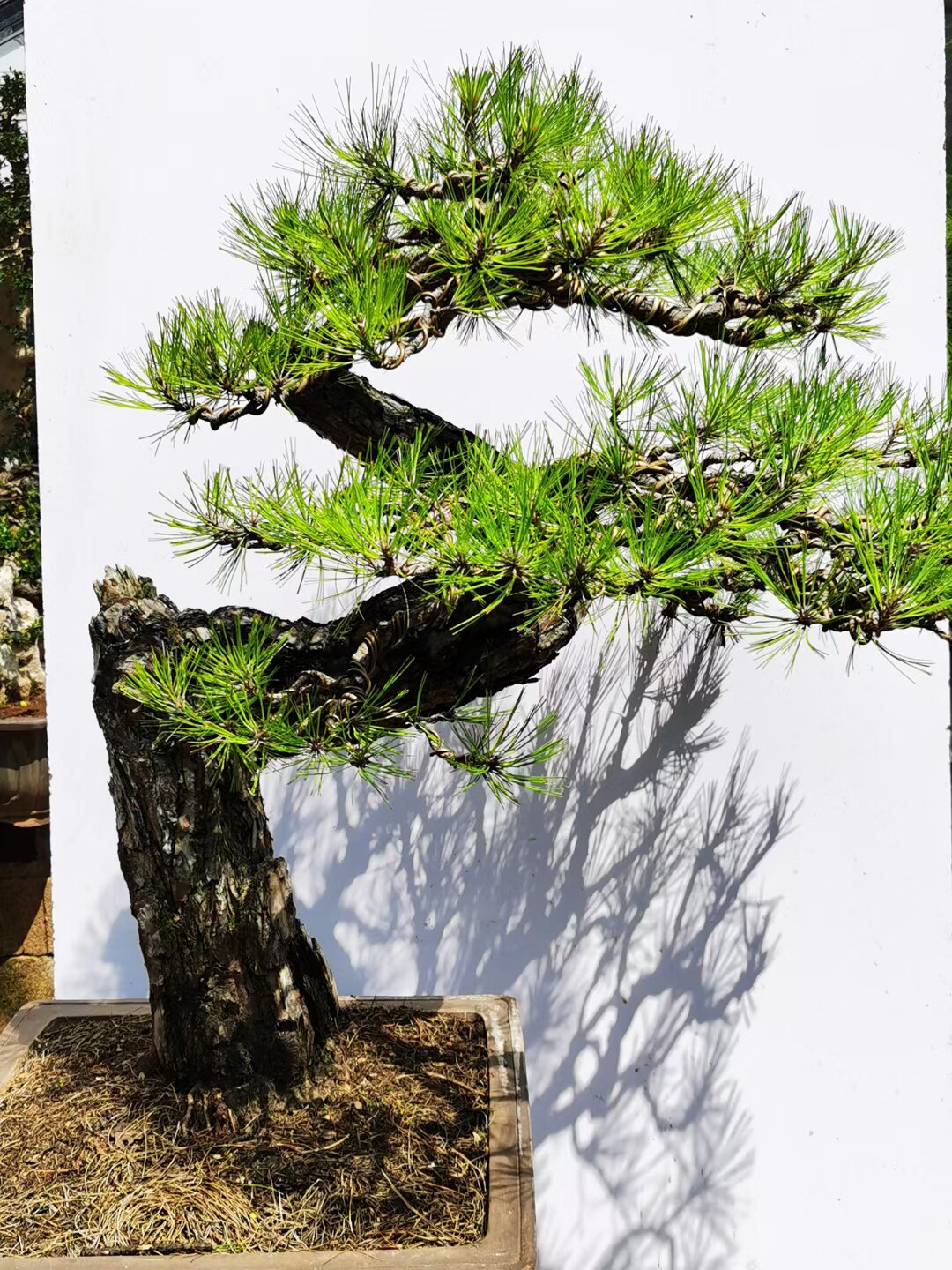 日本黑松盆景五针松迎客松松树盆景树桩实物价格为定金 慎拍