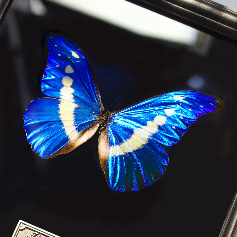 光明女神闪蝶蝴蝶生日礼物手工标本展示框摆件装饰画真蝴蝶已展翅