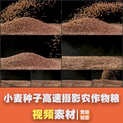 小麦种子高速农作物粮食麦粒实拍视频素材谷物麸麦子软粒浮麦