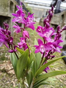 澳洲香水石斛 紫云石斛盆栽兰花稀缺品种花带香味新手小白推荐