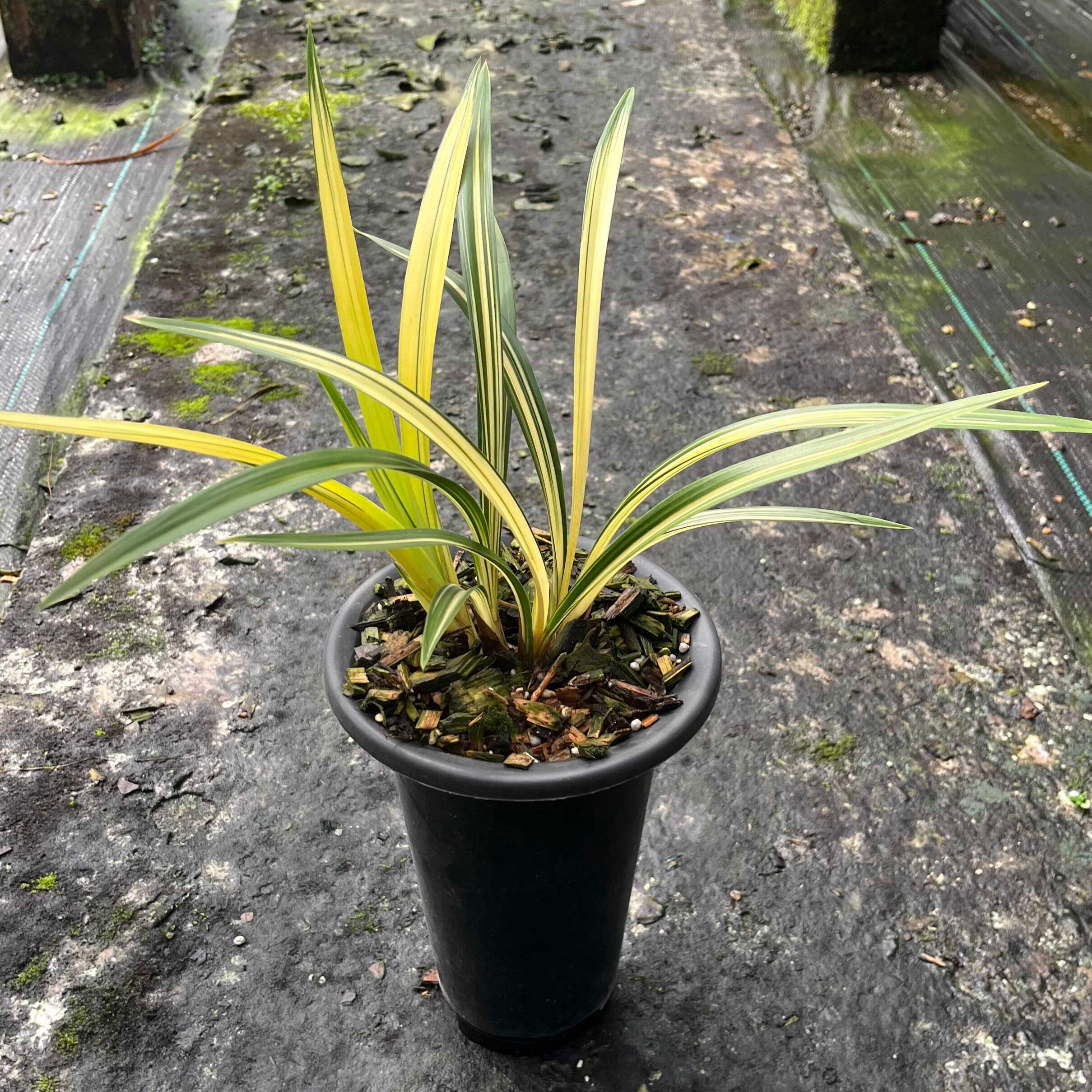 兰阳之松 墨兰铭品 收藏级兰花中透叶艺金黄色高端兰花苗盆栽